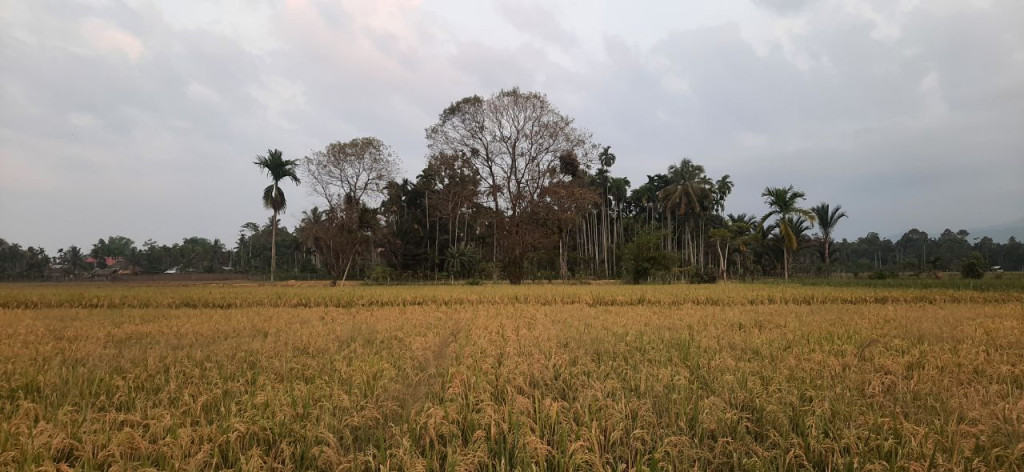 Sumber mata pencaharian utama masyarakat desa Alue Keutapang adalah sawah